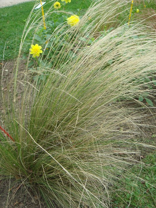 Stipa x 'Capriccio' (2)